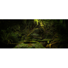 寂静的原始森林