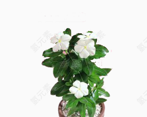 芳菲尽