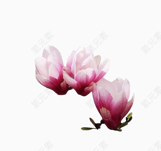 木兰花素材
