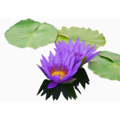 绿植花卉装饰图标