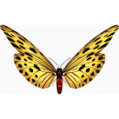 蝴蝶免抠PNG透明图片素材