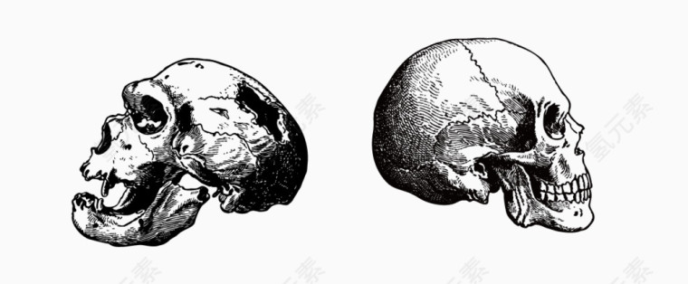 矢量骷髅头头像