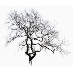 创意高清合成冬天的树木