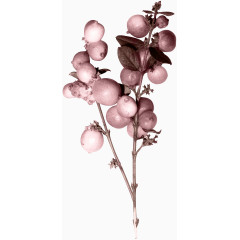 灰色琵琶果素材