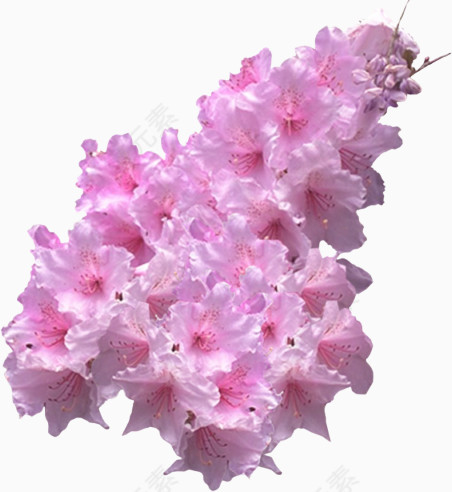国画花卉素材花卉图片素材