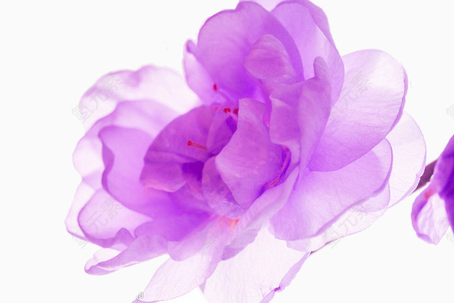 各种花卉的花瓣