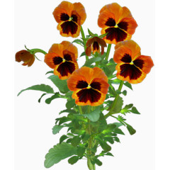 花草背景素材庆典花卉