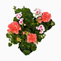 盆栽高清摄影素材