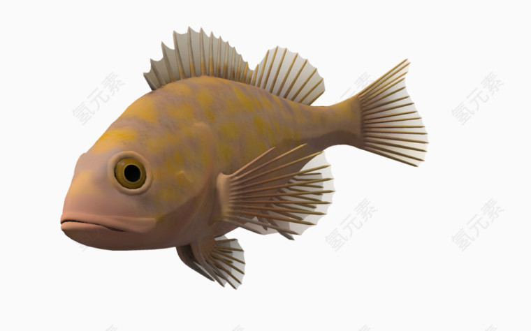 海底动物海洋生物 非洲鱼免费下载