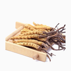 新草中药冬虫夏草