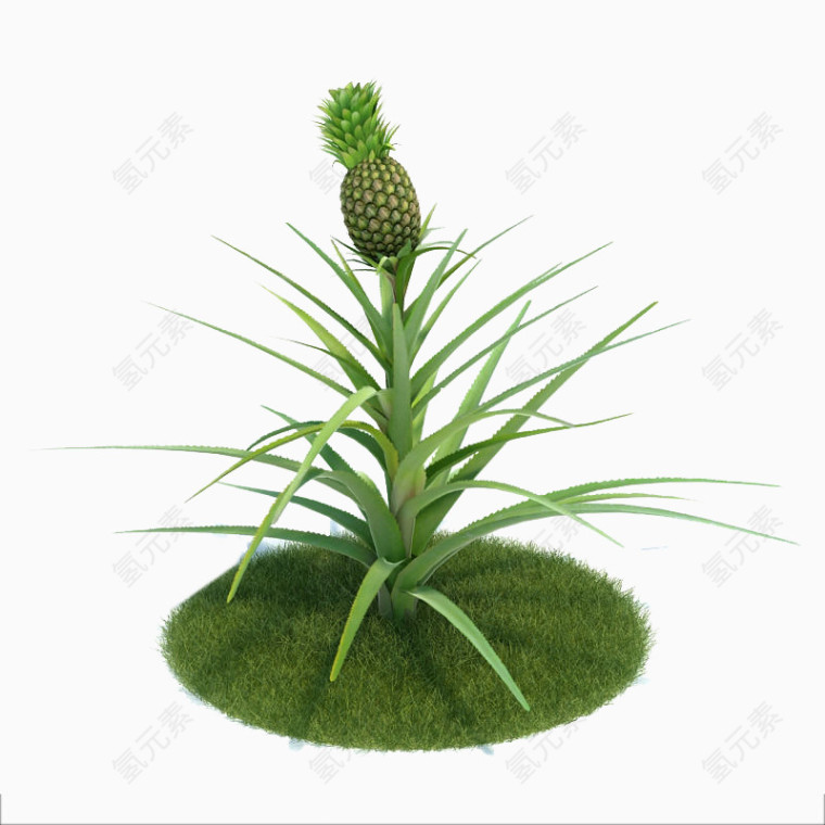 绿色花卉