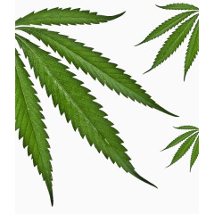 植物树叶叶子