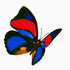 彩色蝴蝶
