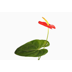 水仙花假花素材