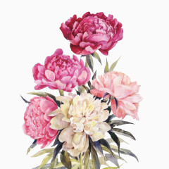 手绘粉色和红色花朵