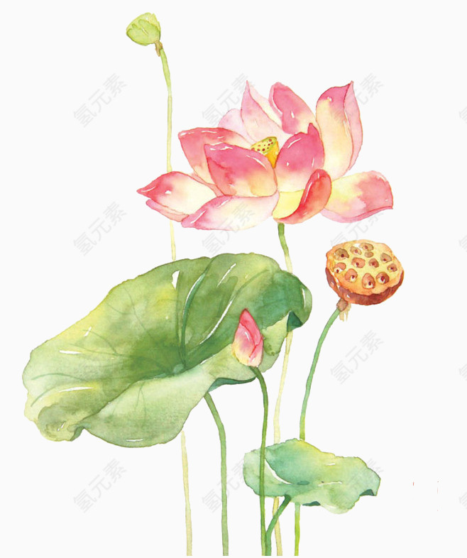 手绘荷花荷叶