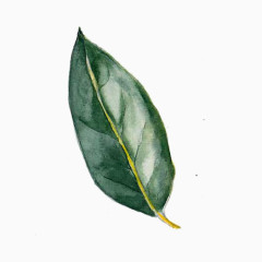 手绘绿色樟树叶