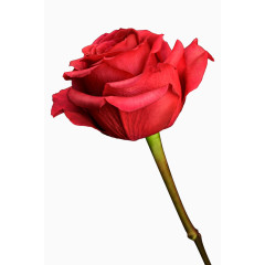红玫瑰