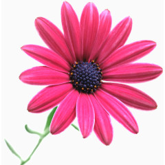 唯美花卉植物花朵素材