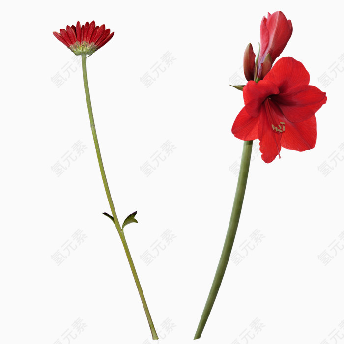 唯美花儿盛开PNG免抠图素材