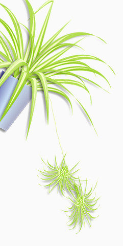 盆栽植物