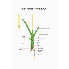 寒地水稻机插旱育中苗模式图