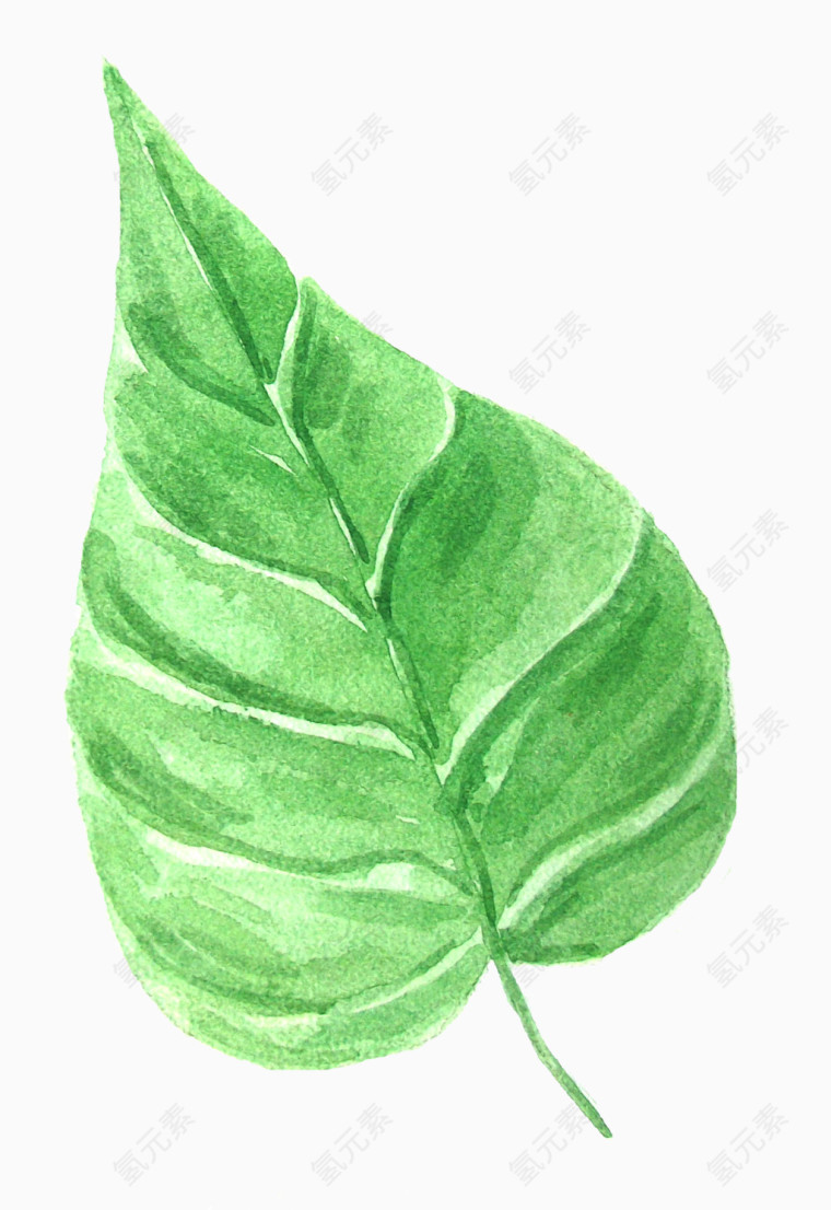 植物水彩画