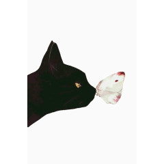 猫与蝶