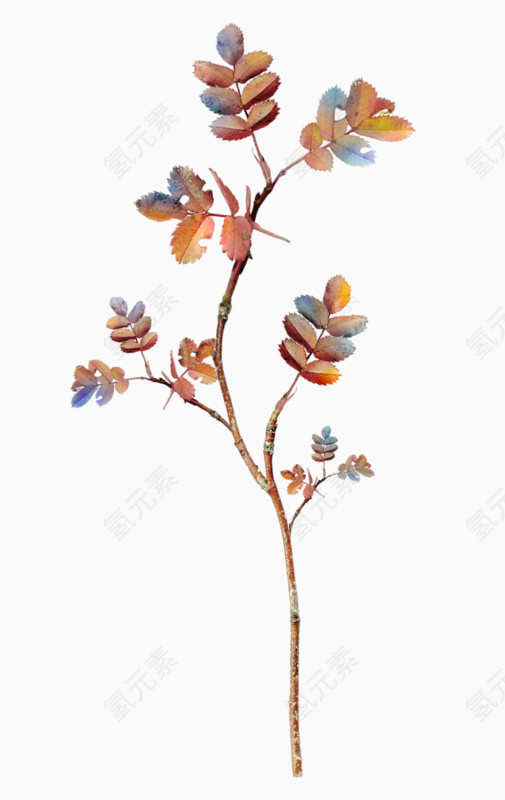 树枝树叶植物