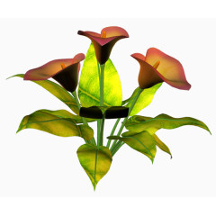 创意花草图片唯美花卉图片