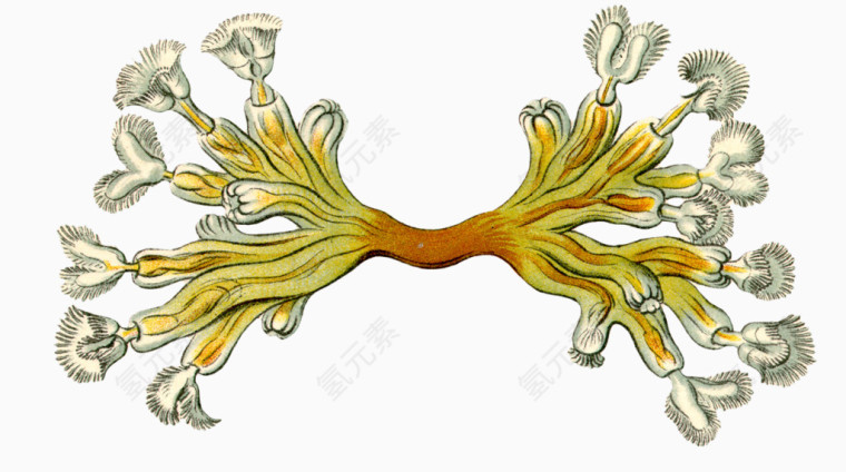 海洋生物