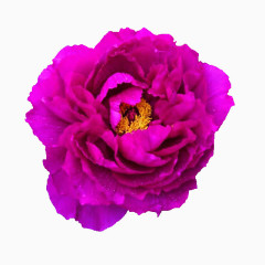 漂亮鲜花PNG透明图片