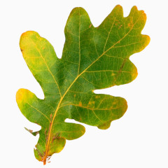 叶子树叶PNG免抠图素材