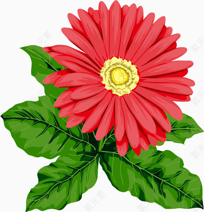 红色花朵花卉