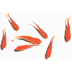 卡通手绘中国风鲤鱼