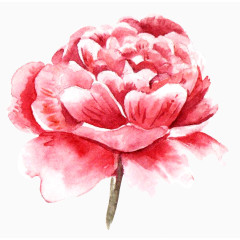 手绘红色玫瑰花