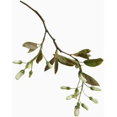 花枝 鲍蕾免费下载花枝春天