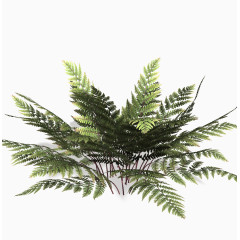 落地植物蕨类植物绿叶矮小植物