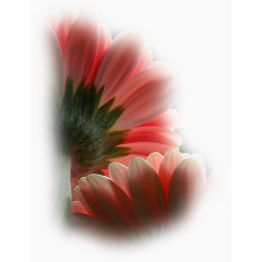 鲜花花草绿植花卉