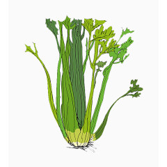 芹菜插画