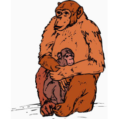 猴妈妈和猴宝宝