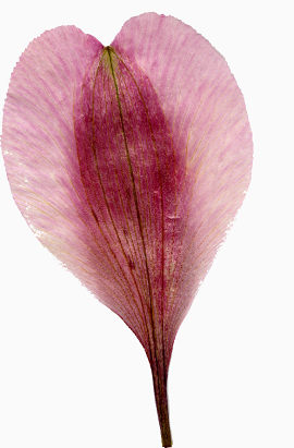 精美压花干花粉红色花瓣