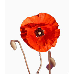 红色手绘虞美人