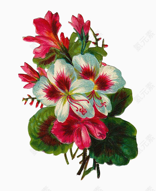 简约旧插画花鲜花