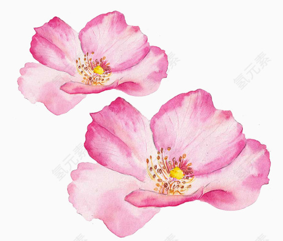 手绘粉色樱花