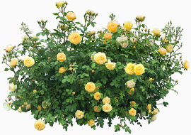 手绘鲜花图片鲜花素材 精美花枝