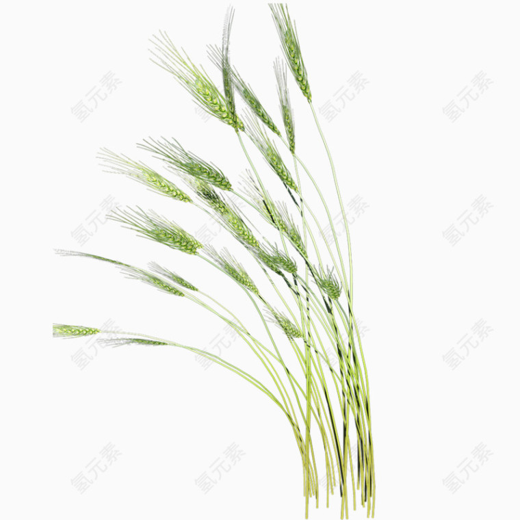 黄绿色小麦装饰元素