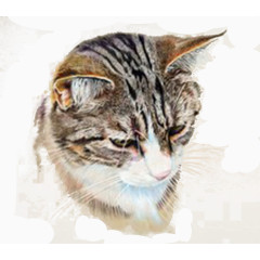 猫图片素材png