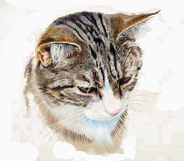 猫图片素材png