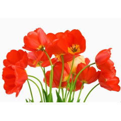 唯美花卉图片花草矢量素材